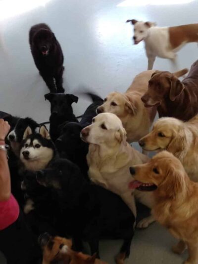 Emmy's Barking Lot - Hanover, MA