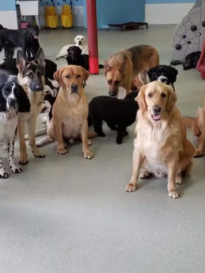 Emmy's Barking Lot - Hanover, MA