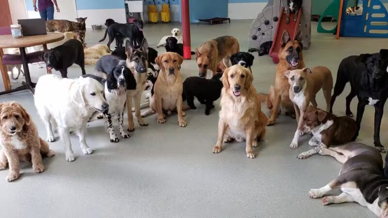 Emmy's Barking Lot - Hanover, MA