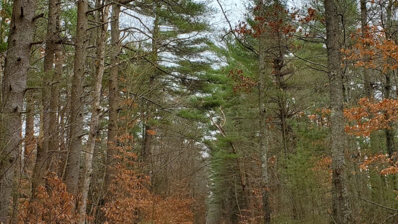 Forge Pond Park - Hanover, MA