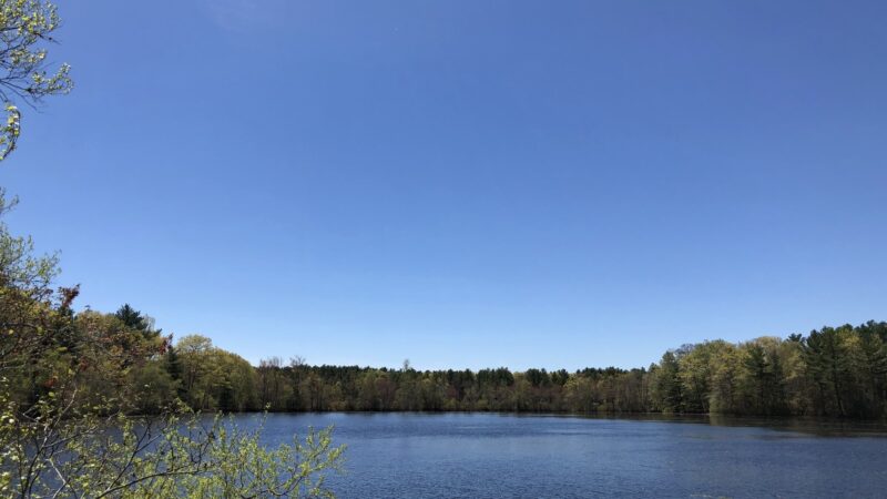 Burrage Pond Wildlife Management Area - Hanson, MA