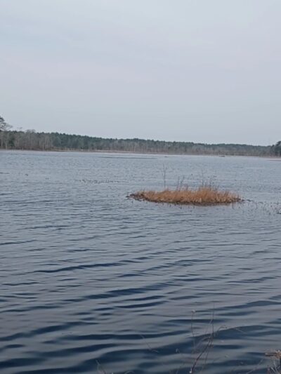 Burrage Pond Wildlife Management Area - Hanson, MA