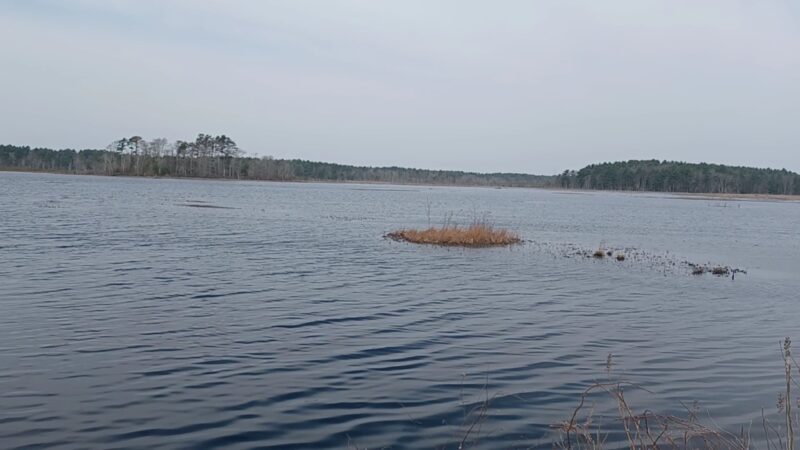 Burrage Pond Wildlife Management Area - Hanson, MA