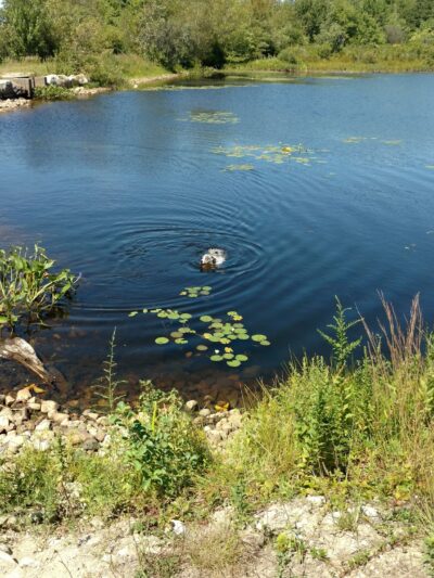 Burrage Pond Wildlife Management Area - Hanson, MA