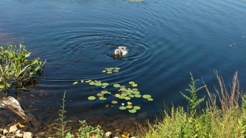 Burrage Pond Wildlife Management Area - Hanson, MA
