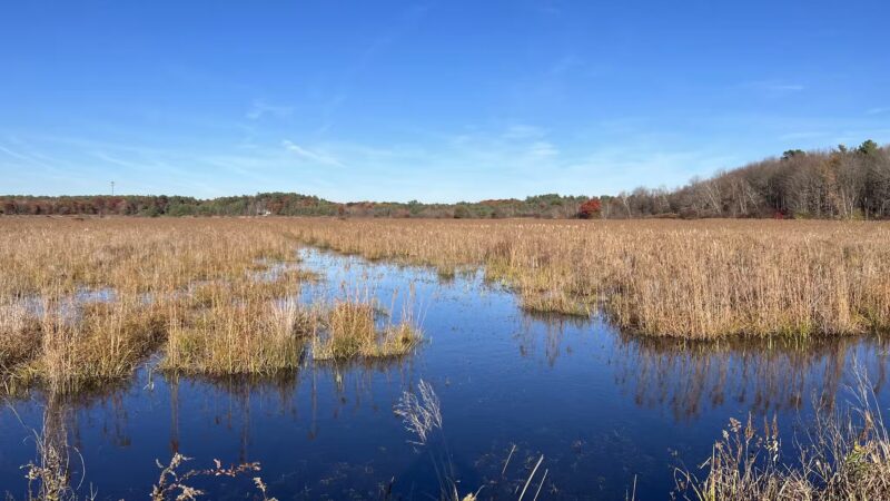 Burrage Pond Wildlife Management Area - Hanson, MA