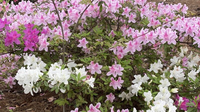 John R. Lewis Memorial Park & Dog Park - Hapeville, GA