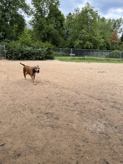 Happy Valley Off Leash Dog Park - Happy Valley, OR