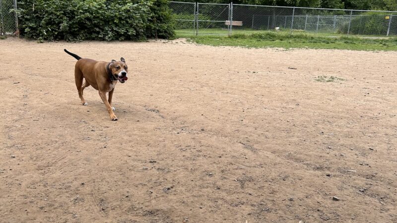 Happy Valley Off Leash Dog Park - Happy Valley, OR