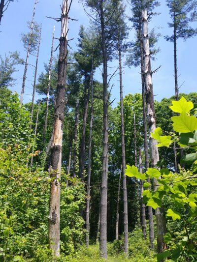Lick Creek Trailhead - Hardinsburg, IN