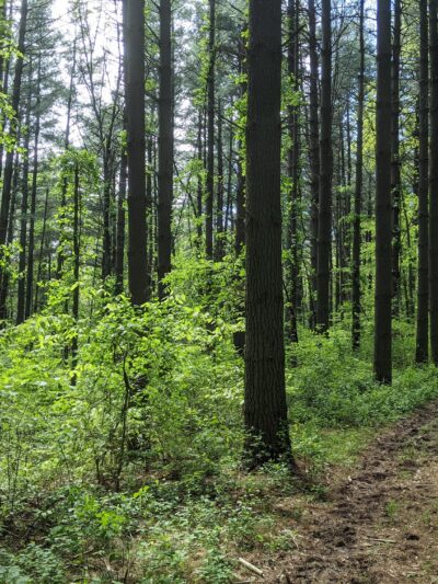 Lick Creek Trailhead - Hardinsburg, IN