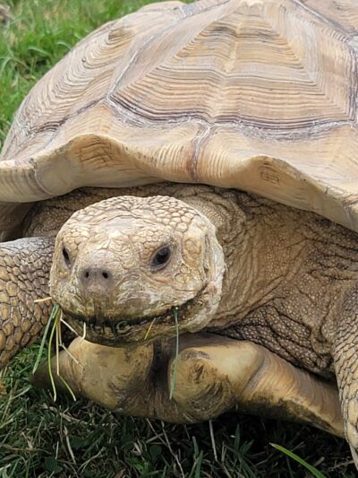 Animal Adventure Park - Harpursville, NY