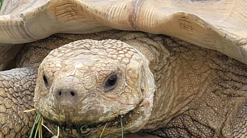 Animal Adventure Park - Harpursville, NY