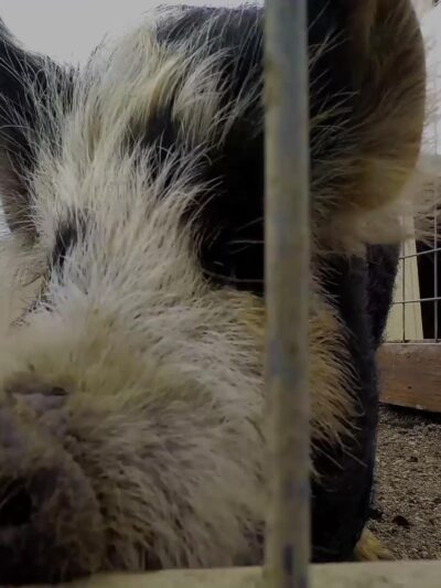 Animal Adventure Park - Harpursville, NY