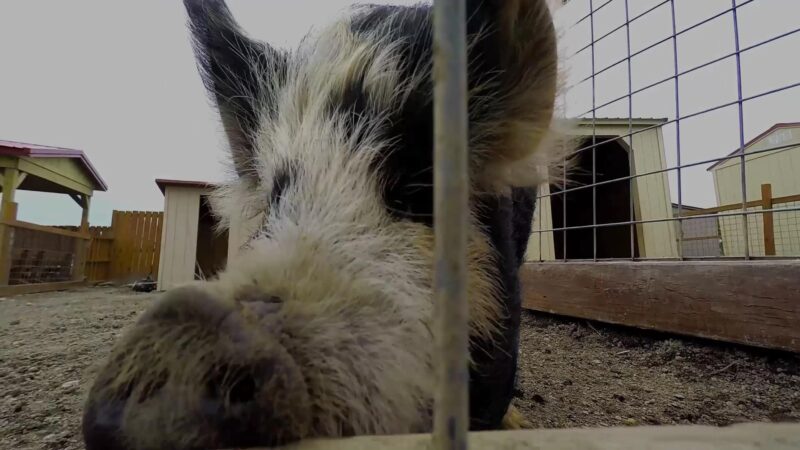 Animal Adventure Park - Harpursville, NY