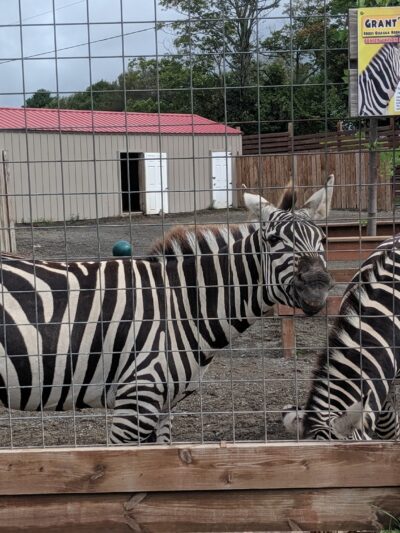 Animal Adventure Park - Harpursville, NY