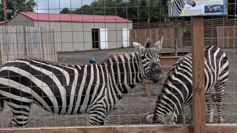 Animal Adventure Park - Harpursville, NY