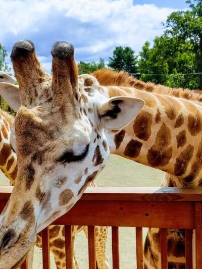 Animal Adventure Park - Harpursville, NY