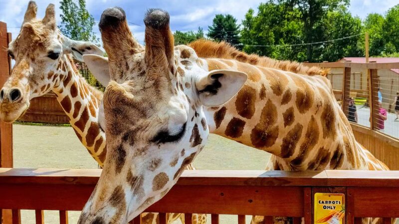 Animal Adventure Park - Harpursville, NY