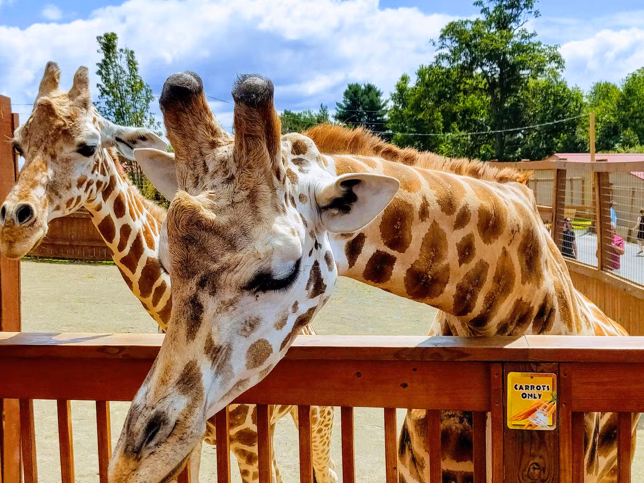 Animal Adventure Park - Harpursville, NY