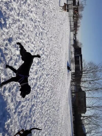 Rover Range Dog Park - Harrisburg, SD