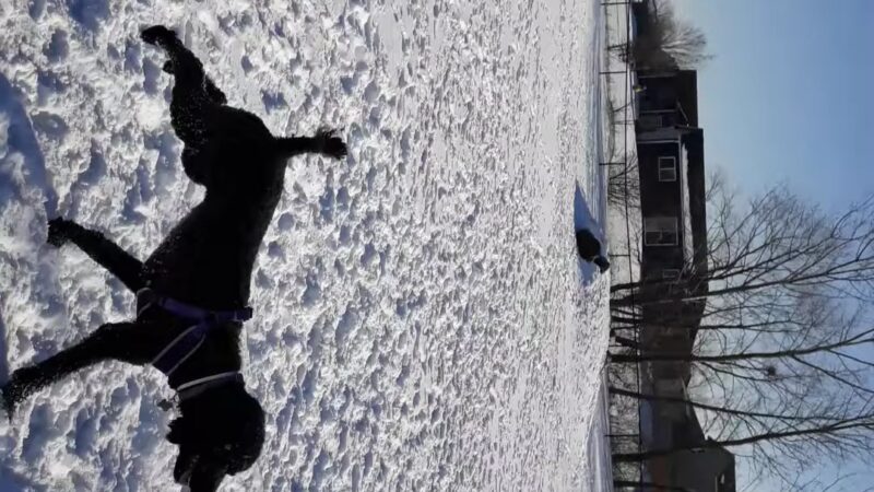 Rover Range Dog Park - Harrisburg, SD