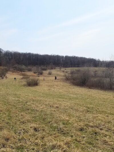 Oak Ridge Pointing Dog Club - Harrisville, PA