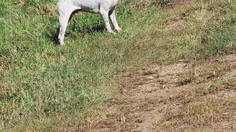 Oak Ridge Pointing Dog Club - Harrisville, PA