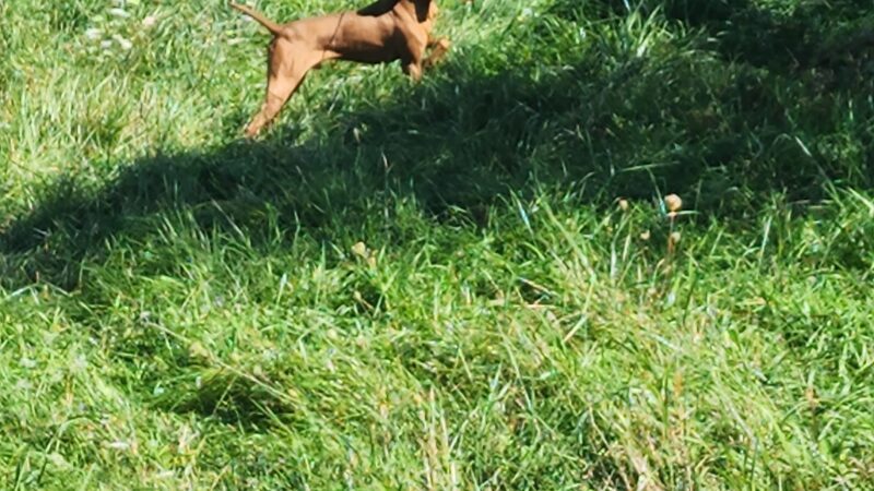 Oak Ridge Pointing Dog Club - Harrisville, PA