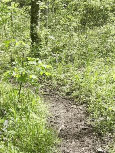 Chinquapin Trail - Harrodsburg, KY