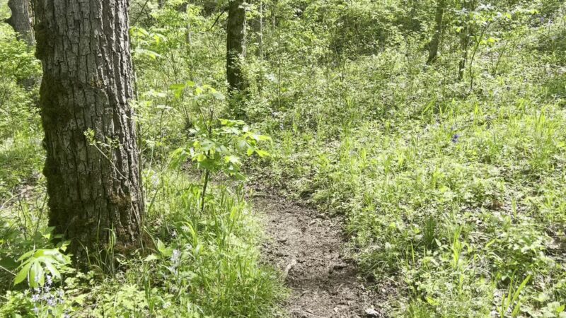 Chinquapin Trail - Harrodsburg, KY