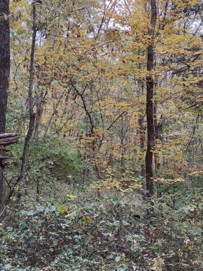 Chinquapin Trail - Harrodsburg, KY