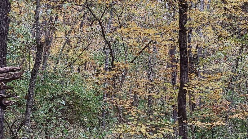 Chinquapin Trail - Harrodsburg, KY