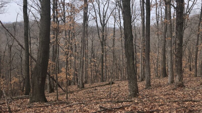 Hart Creek Conservation Area - Hartsburg, MO