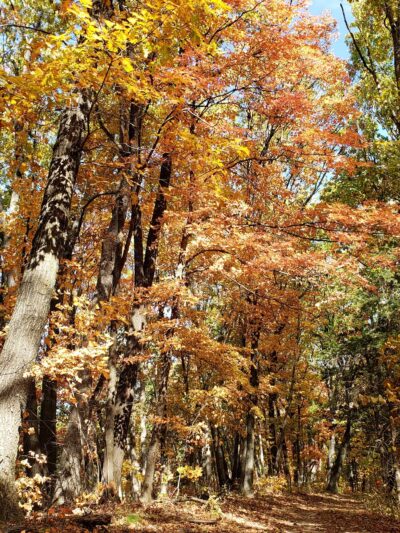 Hart Creek Conservation Area - Hartsburg, MO