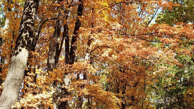 Hart Creek Conservation Area - Hartsburg, MO