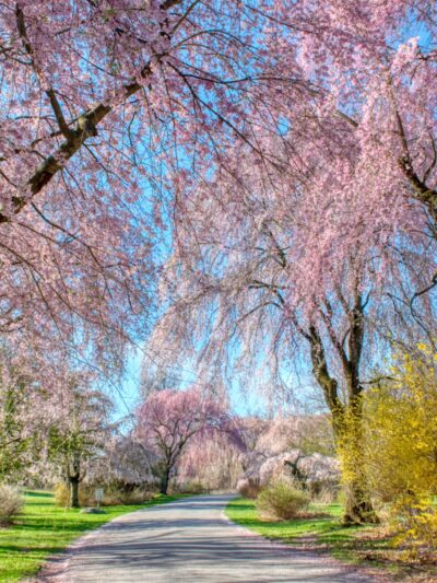 Hart’s Brook Park and Preserve - Hartsdale, NY