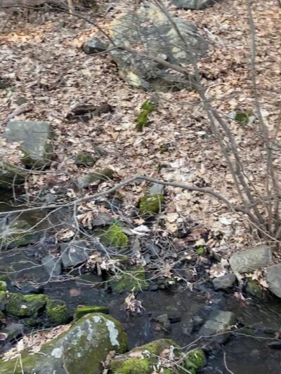 Hart’s Brook Park and Preserve - Hartsdale, NY