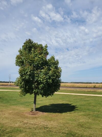 Harvard Dog Park - Harvard, IL