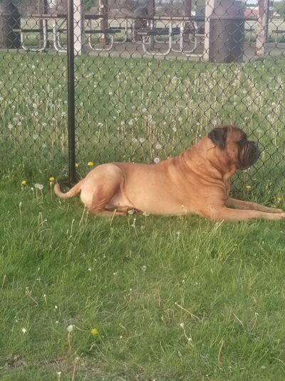 Harvard Dog Park - Harvard, IL