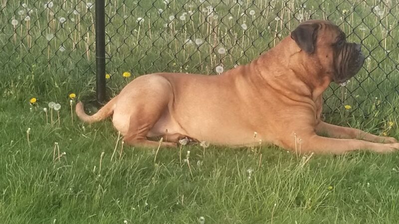 Harvard Dog Park - Harvard, IL