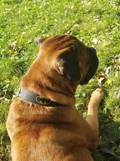 Harvard Dog Park - Harvard, IL