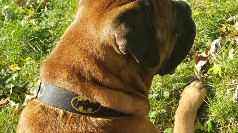 Harvard Dog Park - Harvard, IL