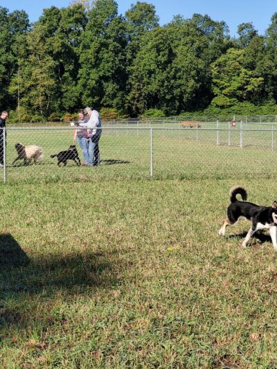 Barry County Veterans Memorial Dog Park - Hastings, MI