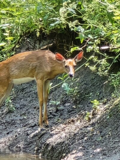 South County Trailway - Hastings-On-Hudson, NY