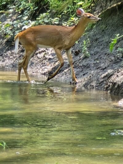 South County Trailway - Hastings-On-Hudson, NY
