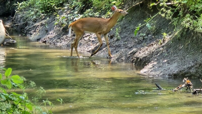 South County Trailway - Hastings-On-Hudson, NY