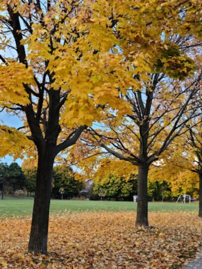 Hawkins Park - Hawkins, TX