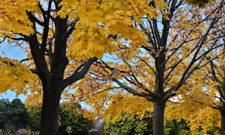 Hawkins Park - Hawkins, TX