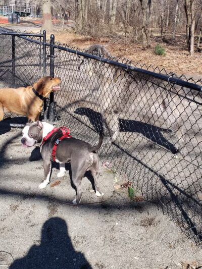 Goffle Brook Dog Park - Hawthorne, NJ